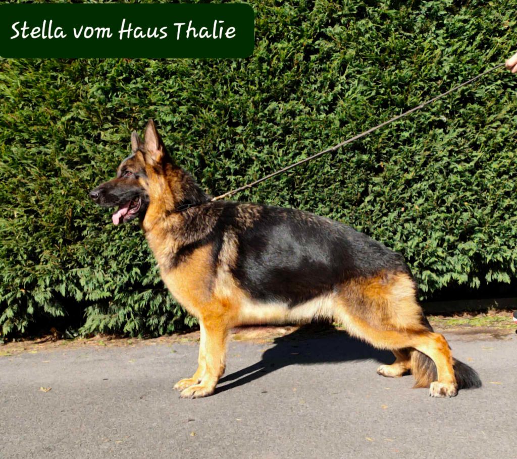 CH. Stella Vom haus thalie