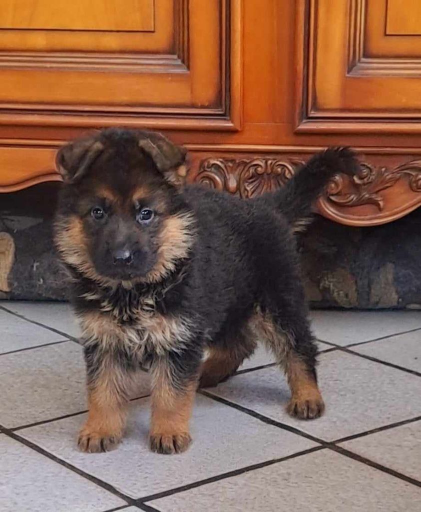 Vom haus thalie - Chiot disponible  - Berger Allemand