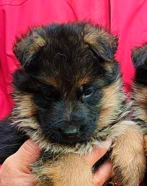 Vom haus thalie - Chiot disponible  - Berger Allemand