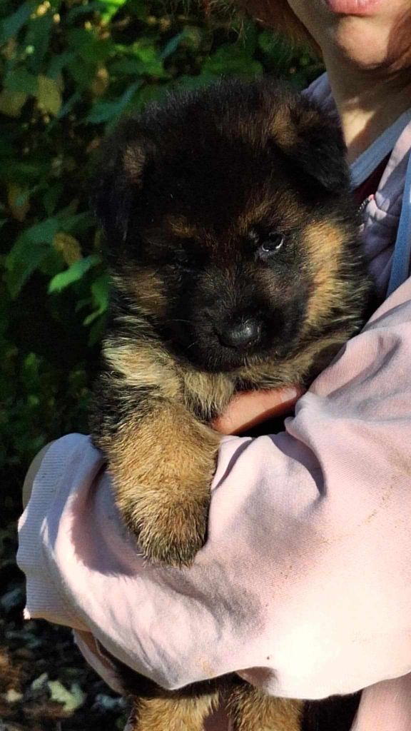 Vom haus thalie - Chiot disponible  - Berger Allemand