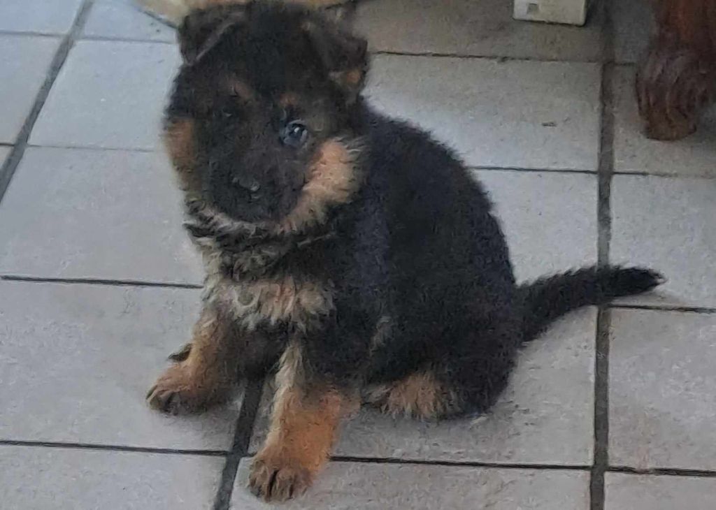 Vom haus thalie - Chiot disponible  - Berger Allemand