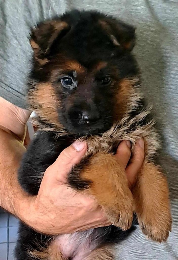 Vom haus thalie - Chiot disponible  - Berger Allemand