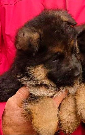 Vom haus thalie - Chiot disponible  - Berger Allemand