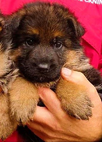 Vom haus thalie - Chiot disponible  - Berger Allemand