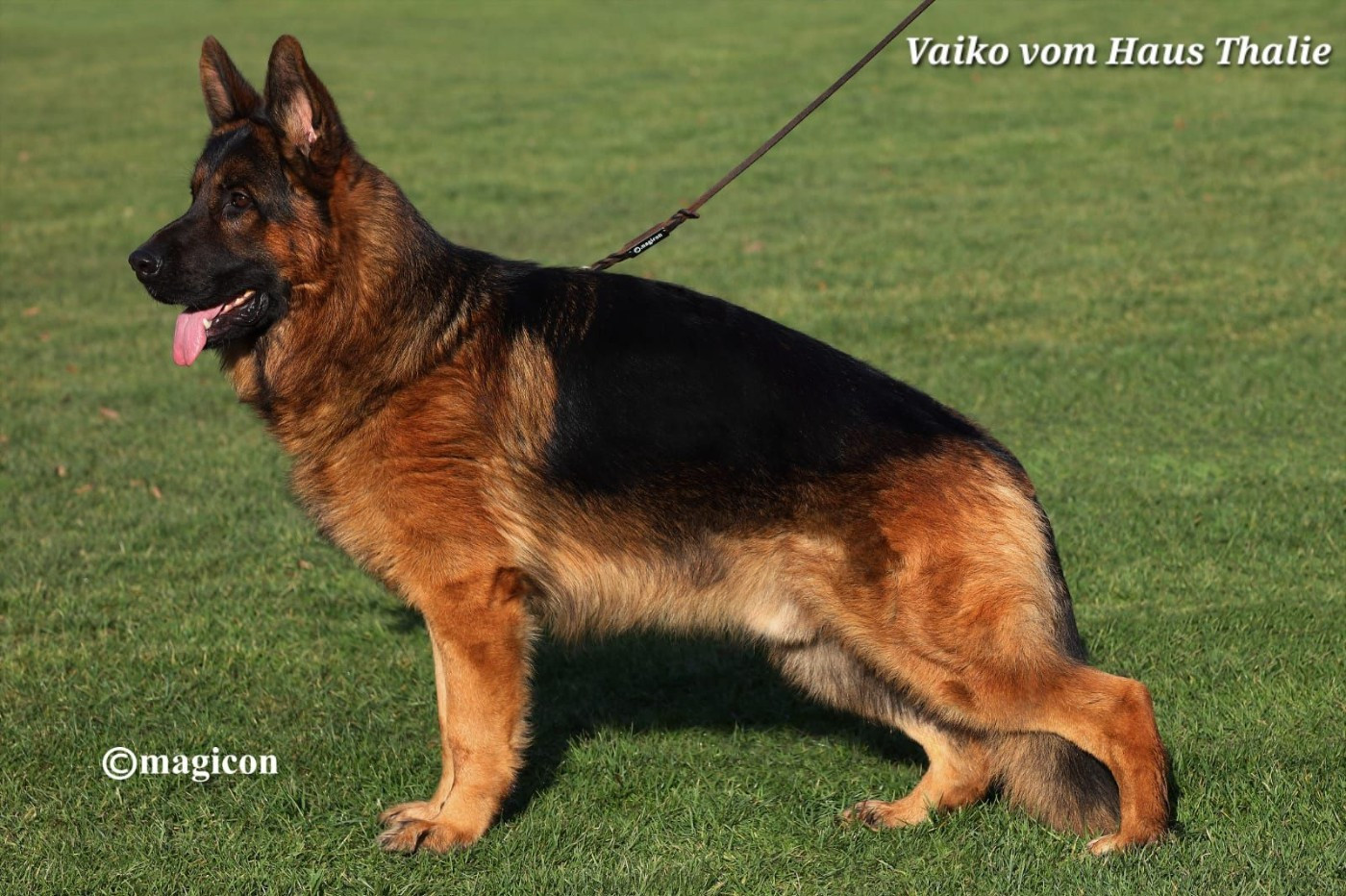 CH. Vaiko Vom haus thalie