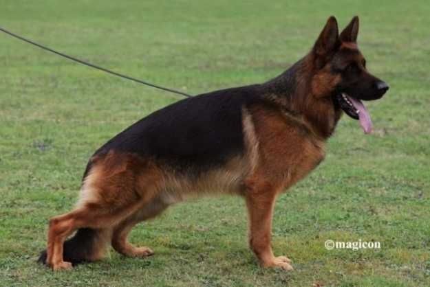 Vom haus thalie - à réserver chiots du Champion du monde 2016 Kaspar von Tronje