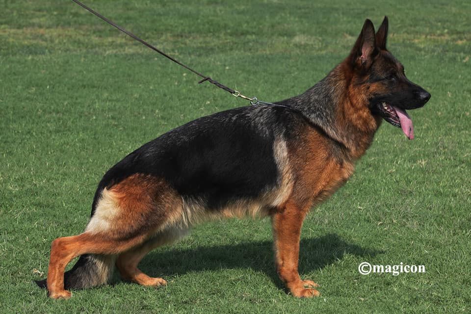 Vom haus thalie - Lila remporte le Championnat de Chine !