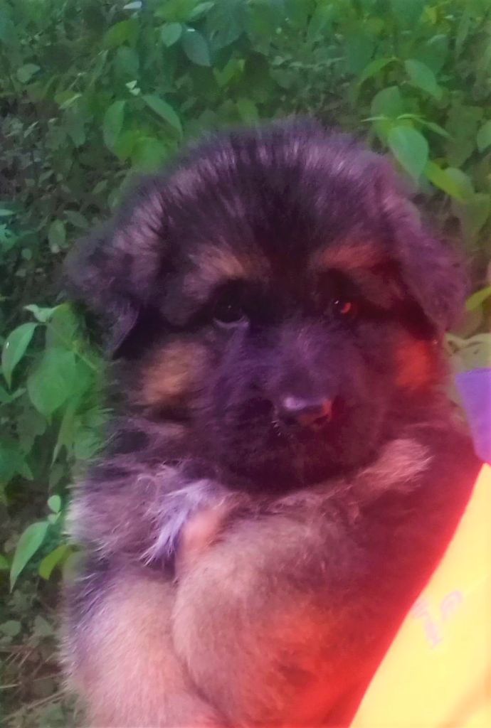 Vom haus thalie - Chiots disponibles - Berger Allemand