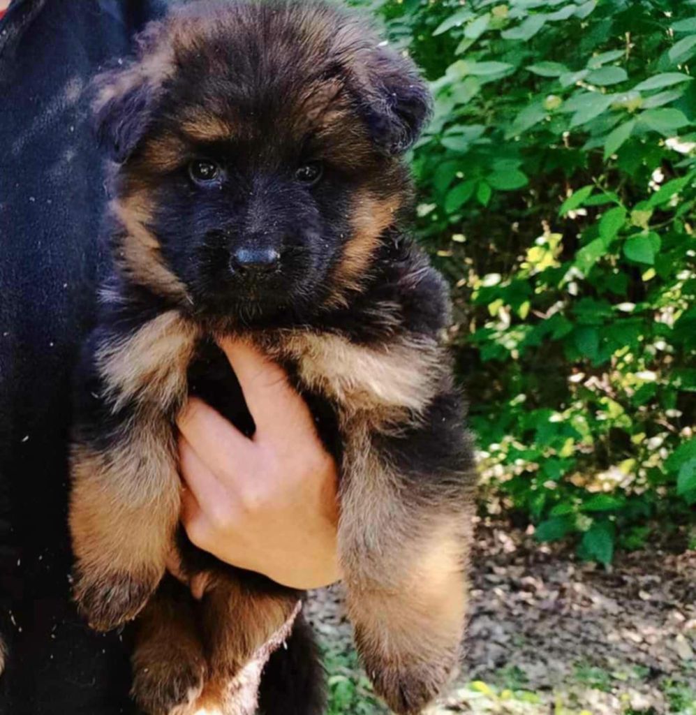 Vom haus thalie - Chiots disponibles - Berger Allemand