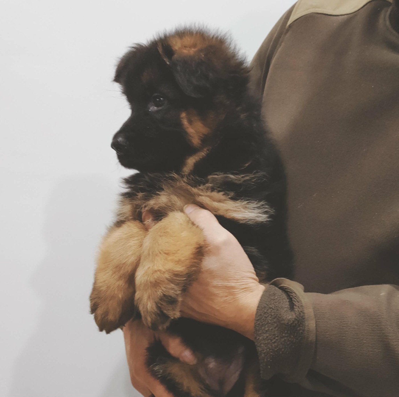 Vom haus thalie - Chiots disponibles - Berger Allemand