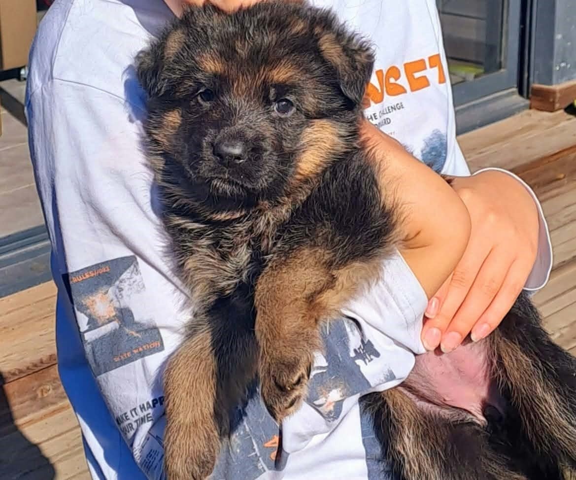 Vom haus thalie - Chiots disponibles - Berger Allemand