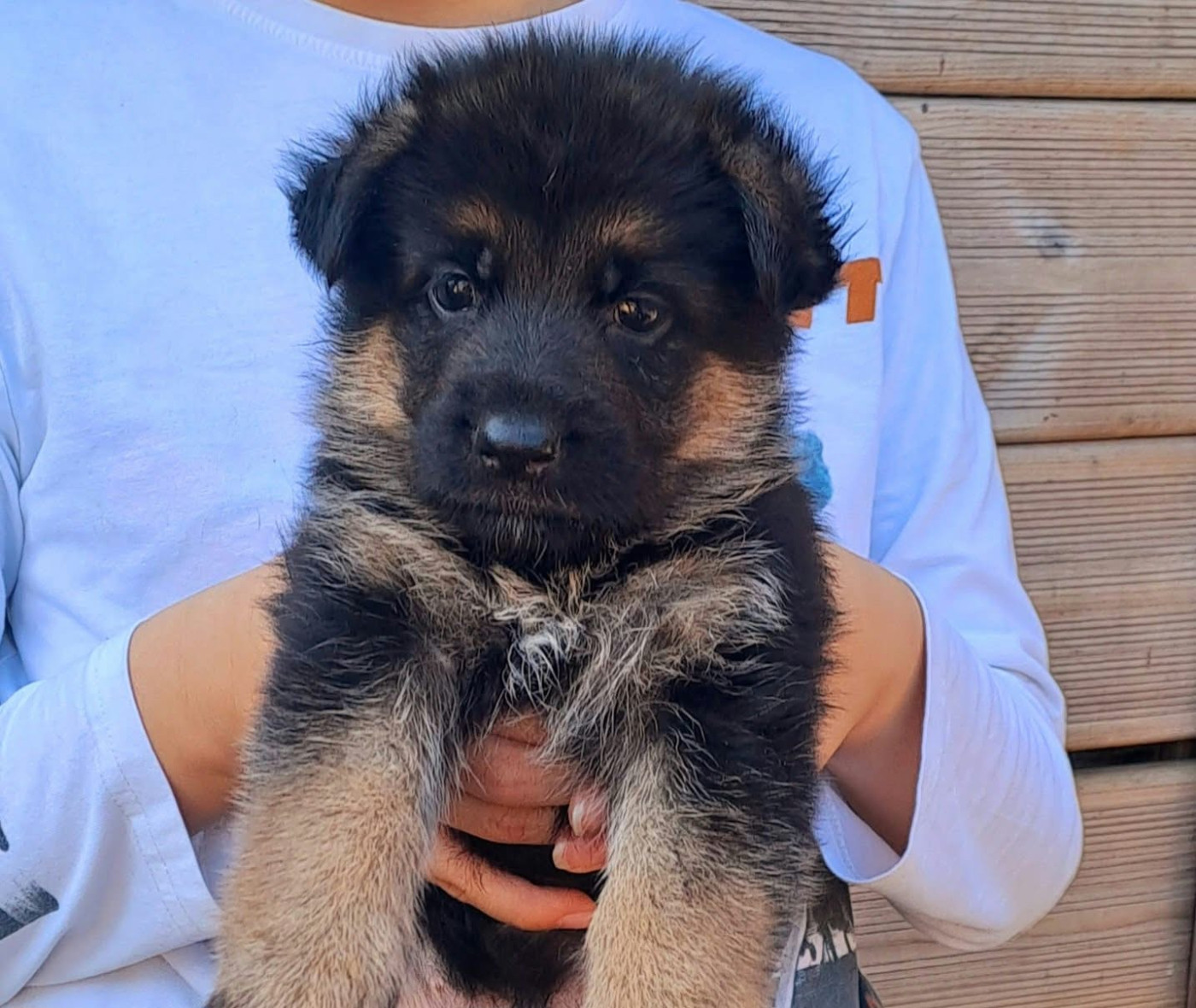 Vom haus thalie - Chiots disponibles - Berger Allemand