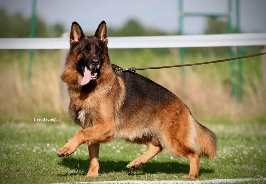 Vom haus thalie - Chiots disponibles - Berger Allemand