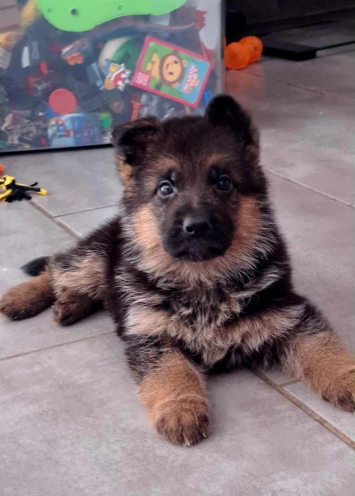 Vom haus thalie - Chiots disponibles - Berger Allemand