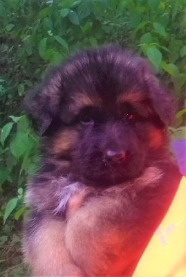 CHIOT 5