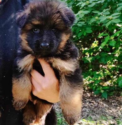 CHIOT 4
