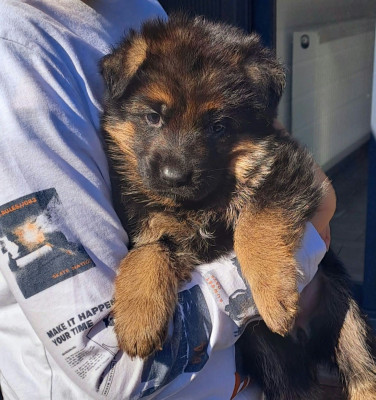 Chiot N°5