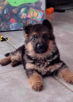CHIOT 4