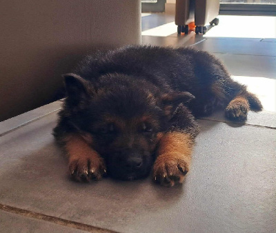 CHIOT 3