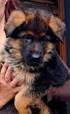CHIOT 2