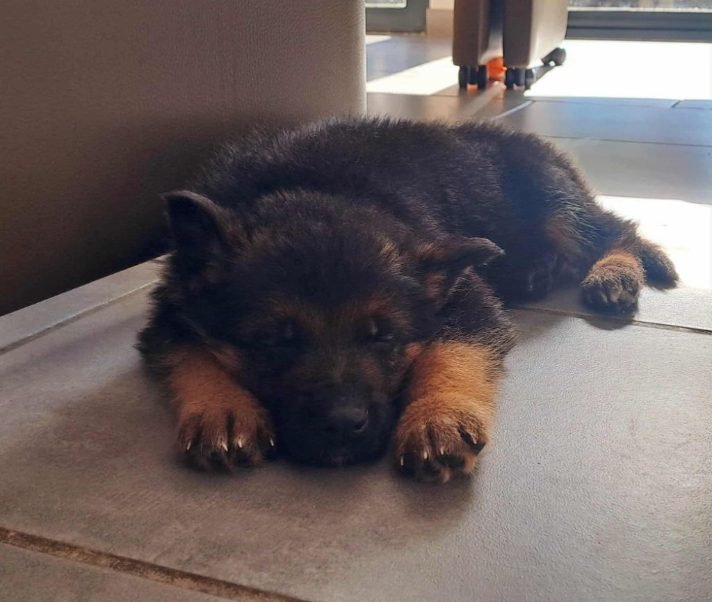 Vom haus thalie - Chiots disponibles - Berger Allemand