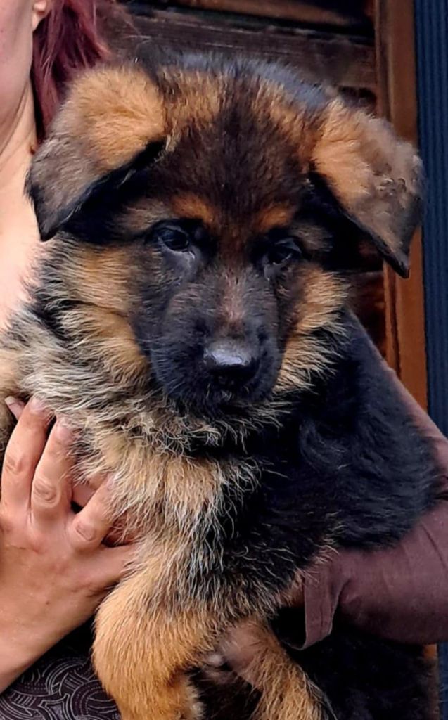 Vom haus thalie - Chiots disponibles - Berger Allemand