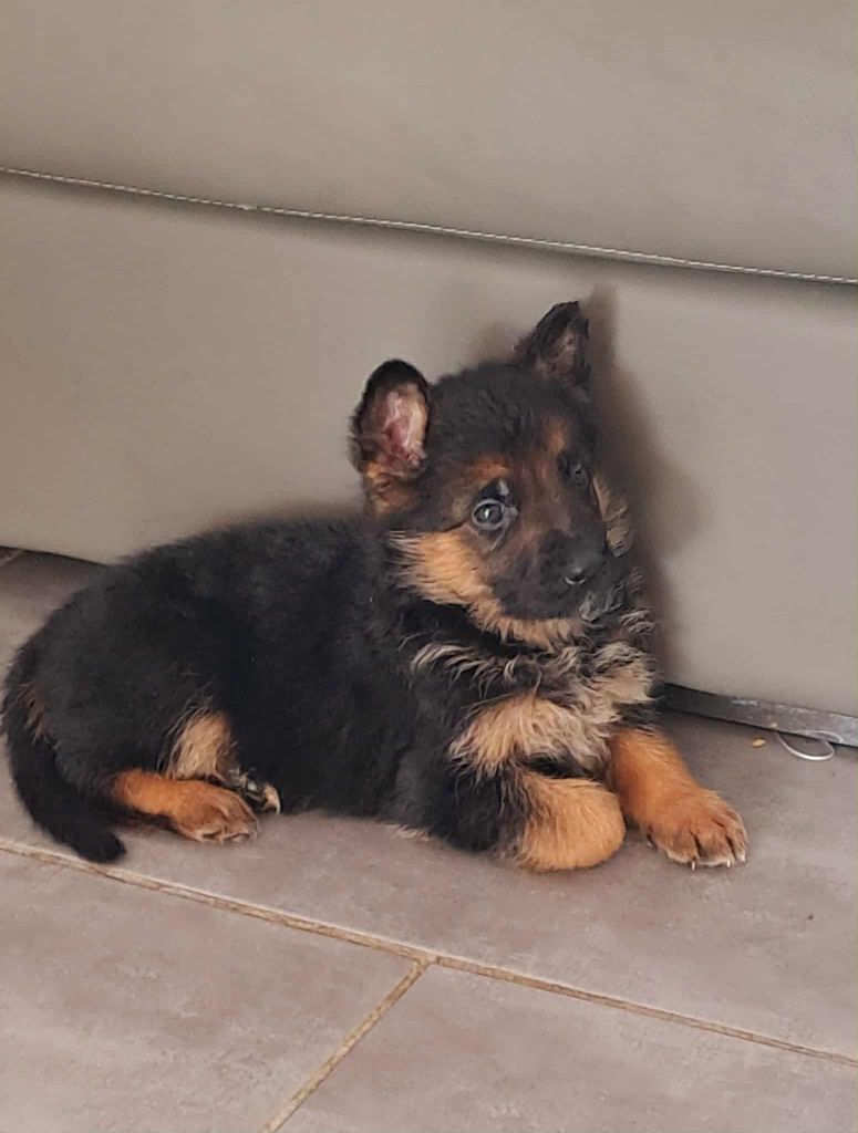 Vom haus thalie - Chiots disponibles - Berger Allemand